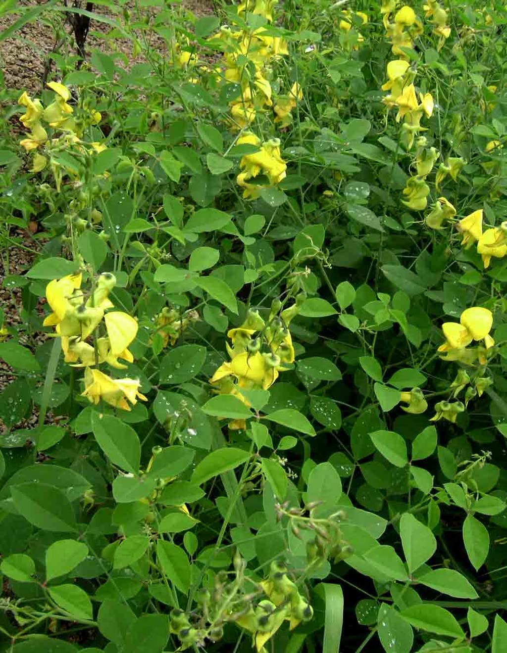 Yellow Astragalus Flower seeds for Planting Wildflower Mix, Heirloom & GMO Free Seeds for Home Garden vegetable and garden seeds