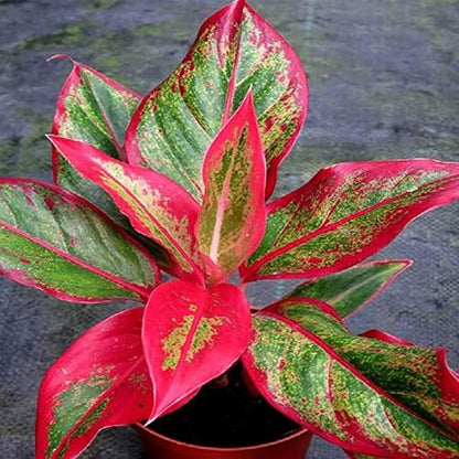 Red Aglaonema Flower seeds for Planting - Wildflower Mix, Heirloom & GMO Free Seeds for Home Garden