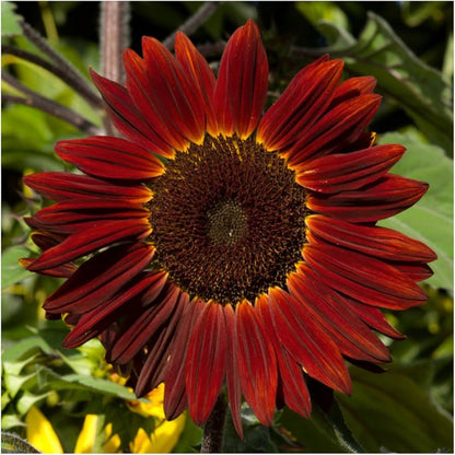 Red Moulin Sunflower Flower seeds for Planting - Easy to Grow, Heirloom & GMO Free Seeds for Home Garden