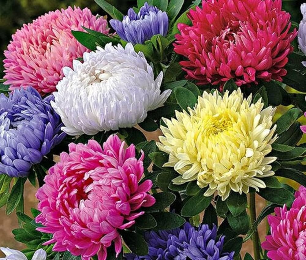 Heirloom China Aster Flower seeds for Planting Cottage Garden Essential Heirloom & GMO Free Seeds for Home Garden
