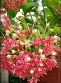 Quispualis Indica Flower seeds for Planting Cut Flower Favorite, Heirloom & GMO Free Seeds for Home Garden seeds for planting
