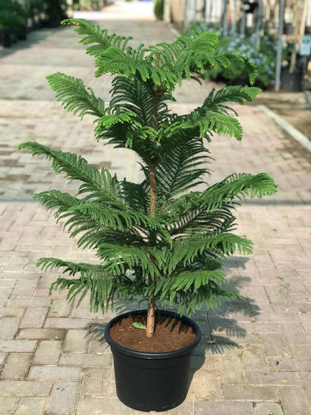 Araucaria Tree Seeds For Unique Planting Plant Seeds