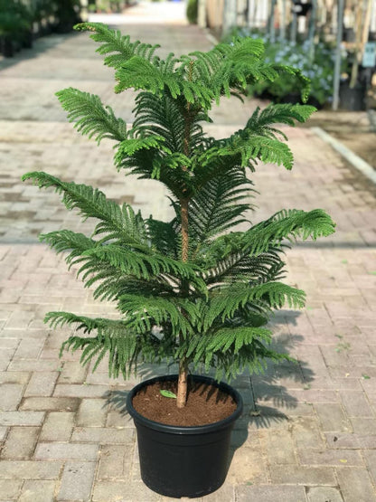 Araucaria Tree Seeds For Unique Planting Plant Seeds