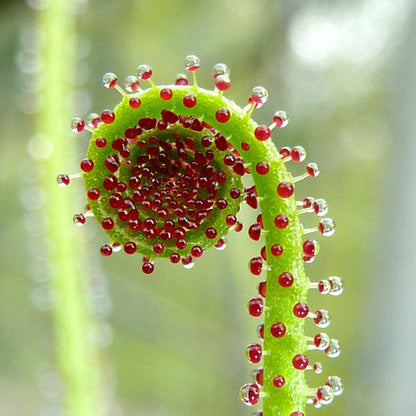 Drosophyllum Flower seeds for Planting Easy to Grow Heirloom & GMO Free Seeds for Home Garden