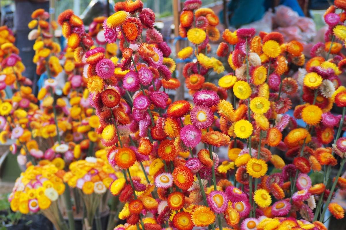 Straw Flower seeds for Planting Bright Blooms Heirloom & GMO Free Seeds for Home Garden 
 
 Sale for planting in home garden