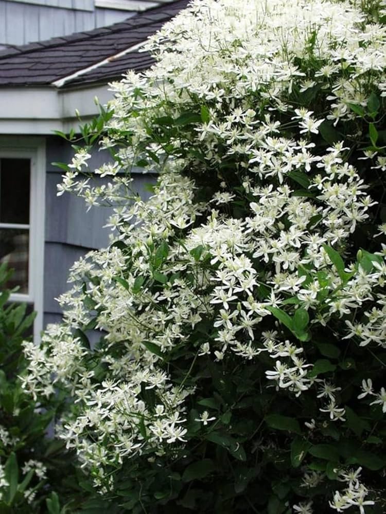 High quality White Loropetalum Flower seeds for Planting Low Maintenance, Heirloom & GMO Free Seeds for Home Garden seeds pack