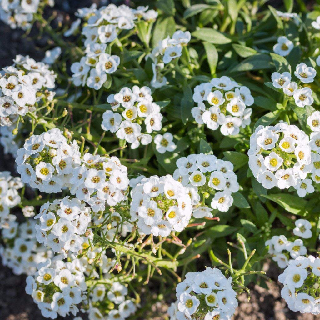 Alyssum Flower seeds for Planting Cut Flower Favorite Heirloom & GMO Free Seeds for Home Garden