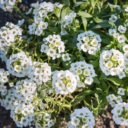 Alyssum Flower seeds for Planting Cut Flower Favorite Heirloom & GMO Free Seeds for Home Garden