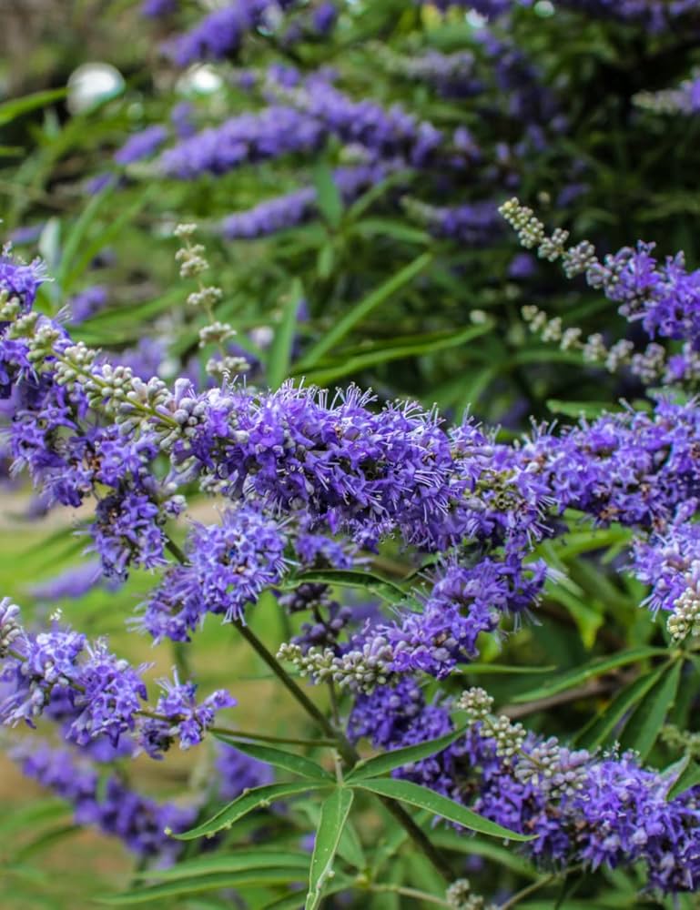 Premium Purple Vitex Agnus Flower seeds for Planting Drought Tolerant, Heirloom & GMO Free Seeds for Home Garden seeds