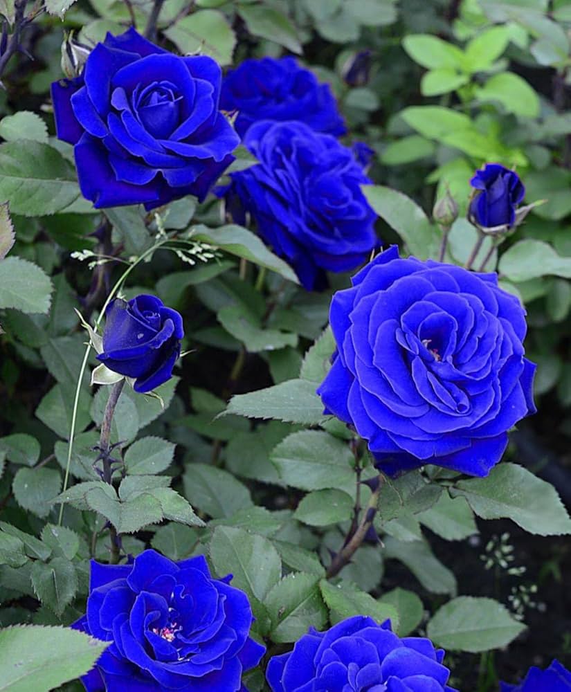 Dark Blue Rose Flower seeds for Planting Hardy Variety Heirloom & GMO Free Seeds for Home Garden