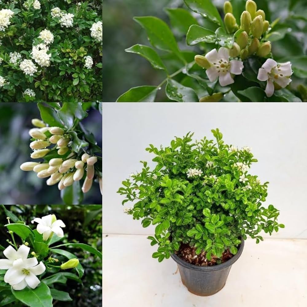 Green Murraya seeds for Planting - Vibrant Colors, Heirloom & GMO Free Seeds for Home Garden