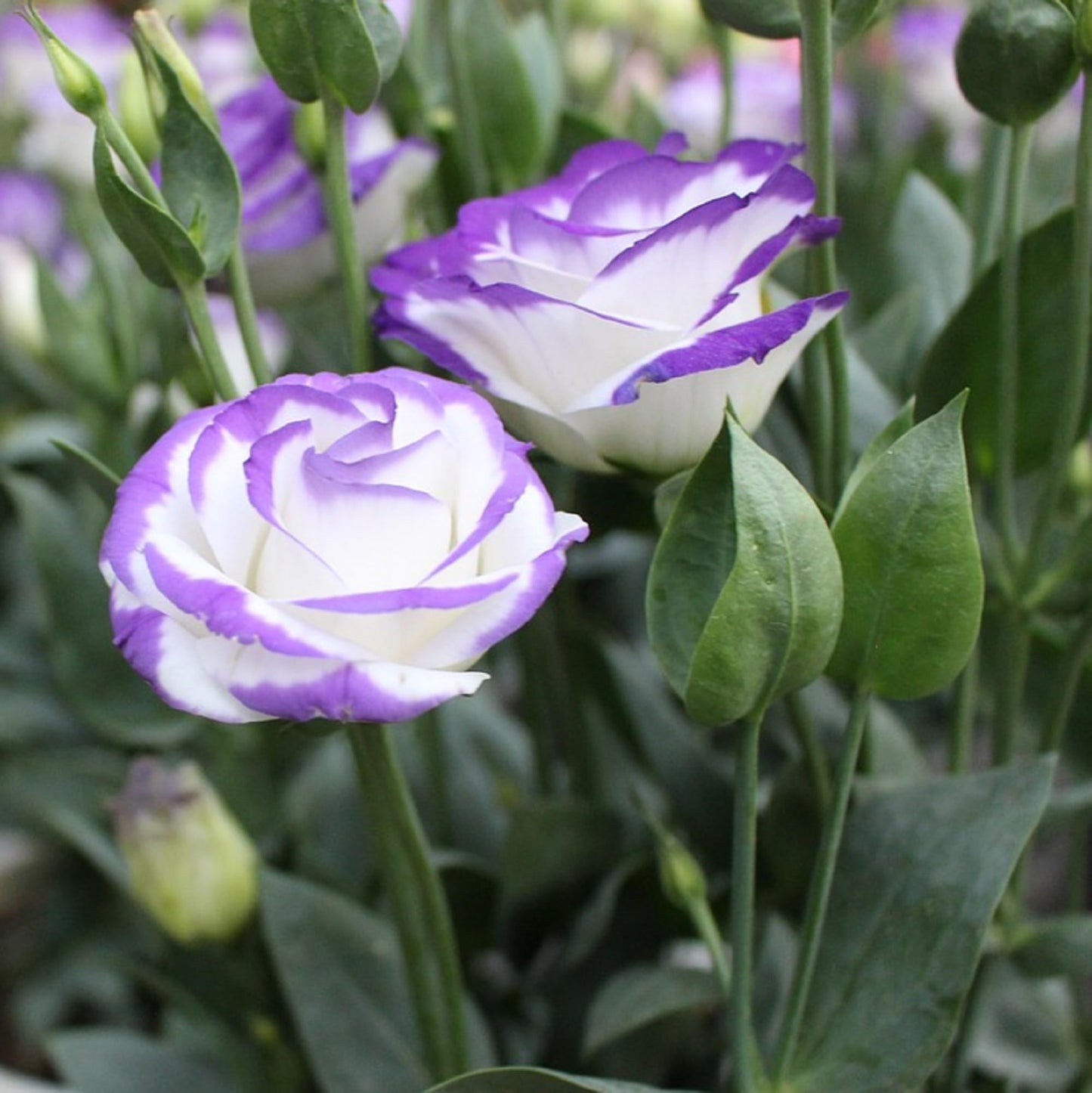 Blue Lisianthus Flower seeds for Planting Easy to Grow Heirloom & GMO Free Seeds for Home Garden