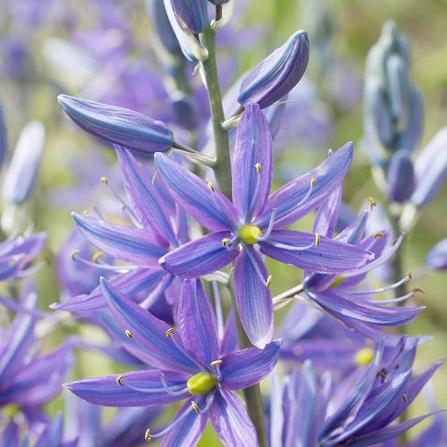 Blue Camas, Camassia Flower seeds for Planting Shade Tolerant, Heirloom & GMO Free Seeds for Home Garden seeds for planting