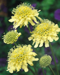 Cephalaria Gigantea Flower seeds for Planting Vibrant Colors, Heirloom & GMO Free Seeds for Home Garden seeds for planting