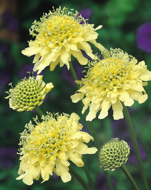 Cephalaria Gigantea Flower seeds for Planting Vibrant Colors, Heirloom & GMO Free Seeds for Home Garden seeds for planting