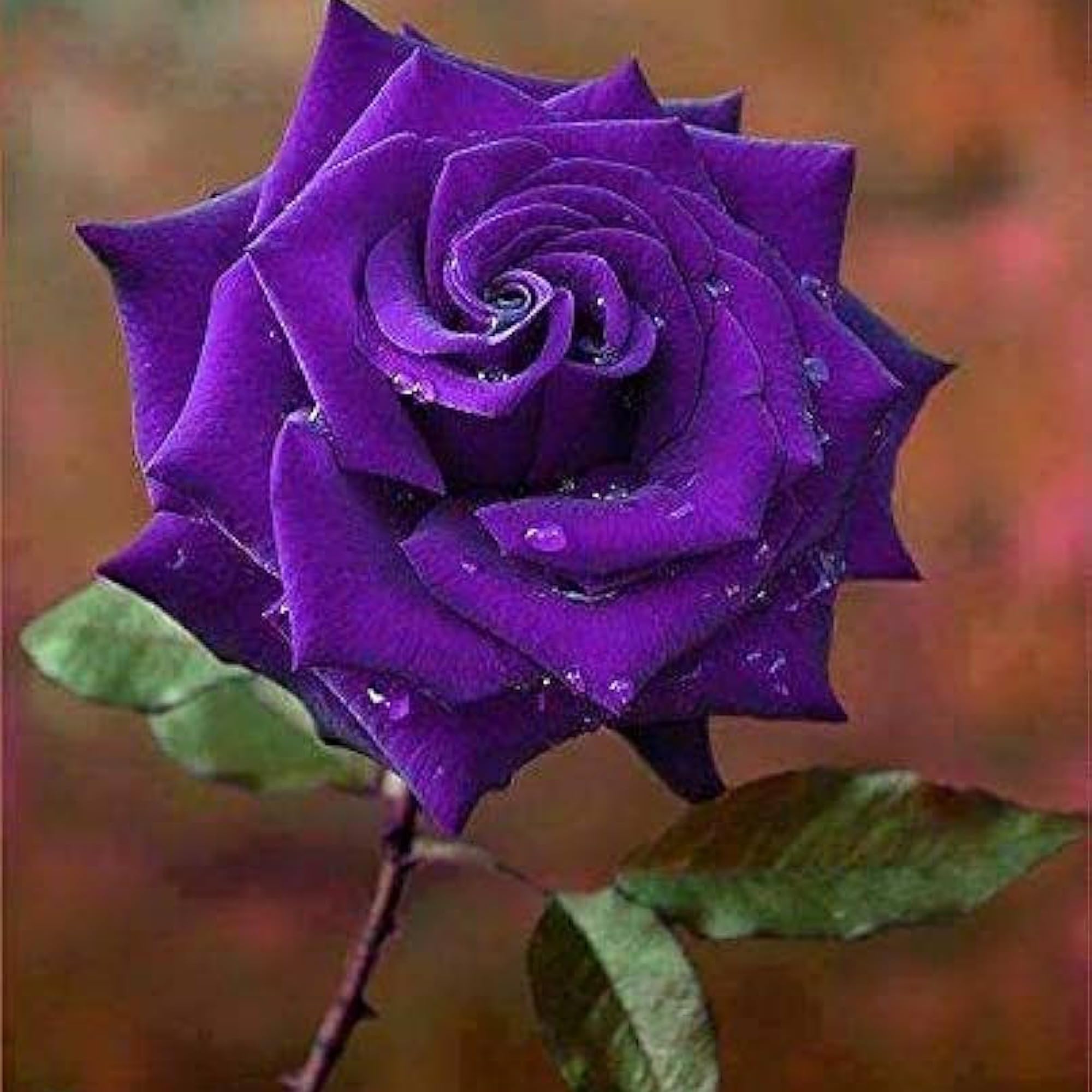 High quality Thick Purple Flower seeds for Planting Fragrant Blossoms, Heirloom & GMO Free Seeds for Home Garden seeds pack
