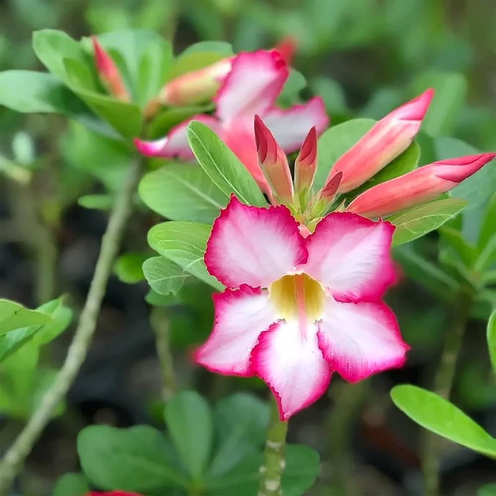 Premium Adenium Obesum Flower seeds for Planting Pollinator Friendly, Heirloom & GMO Free Seeds for Home Garden seeds