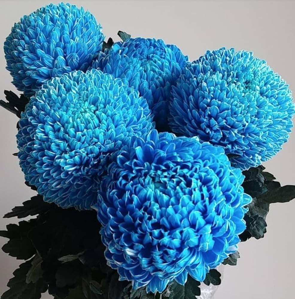 Chrysanthemum Blue White Flower seeds for Planting Low Maintenance, Heirloom & GMO Free Seeds for Home Garden vegetable and garden seeds