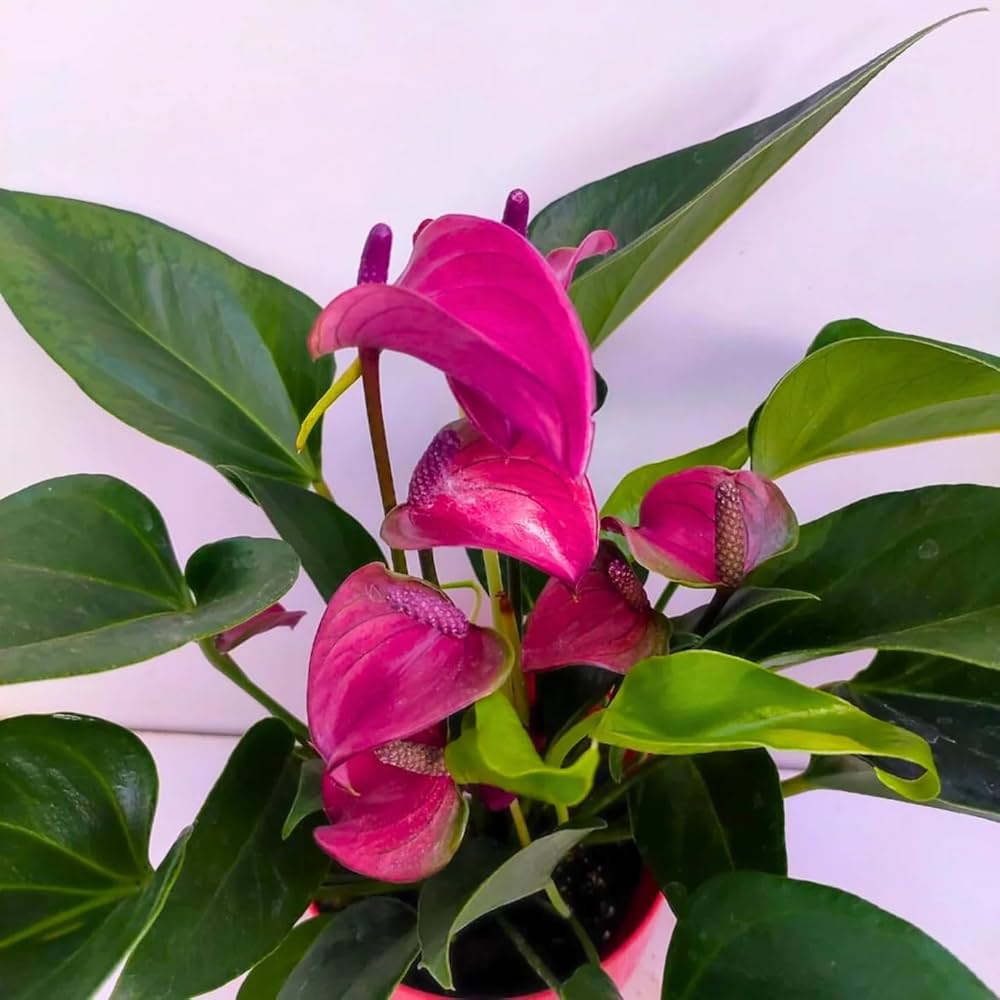High quality Mix Anthurium Flower seeds for Planting Wildflower Mix, Heirloom & GMO Free Seeds for Home Garden seeds pack