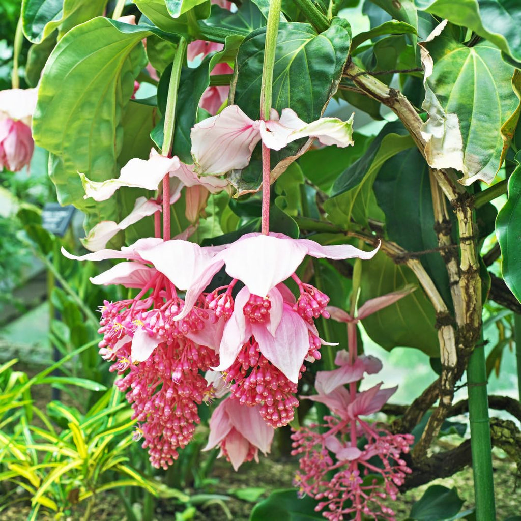 Medinilla Flower seeds for Planting Compact Growth, Heirloom & GMO Free Seeds for Home Garden vegetable and garden seeds