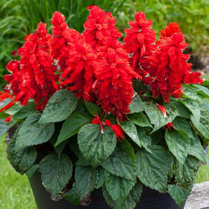 Salvia Flower seeds for Planting Seasonal Bloomer Heirloom & GMO Free Seeds for Home Garden
