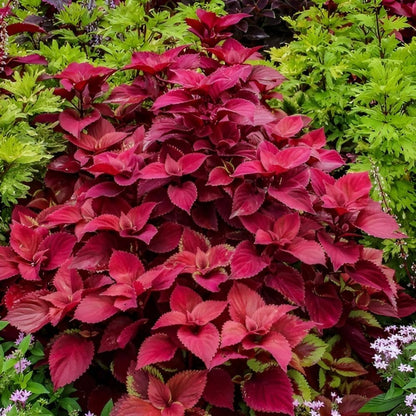 Velvet Coleus Jazz Flower seeds for Planting - Pollinator Friendly, Heirloom & GMO Free Seeds for Home Garden