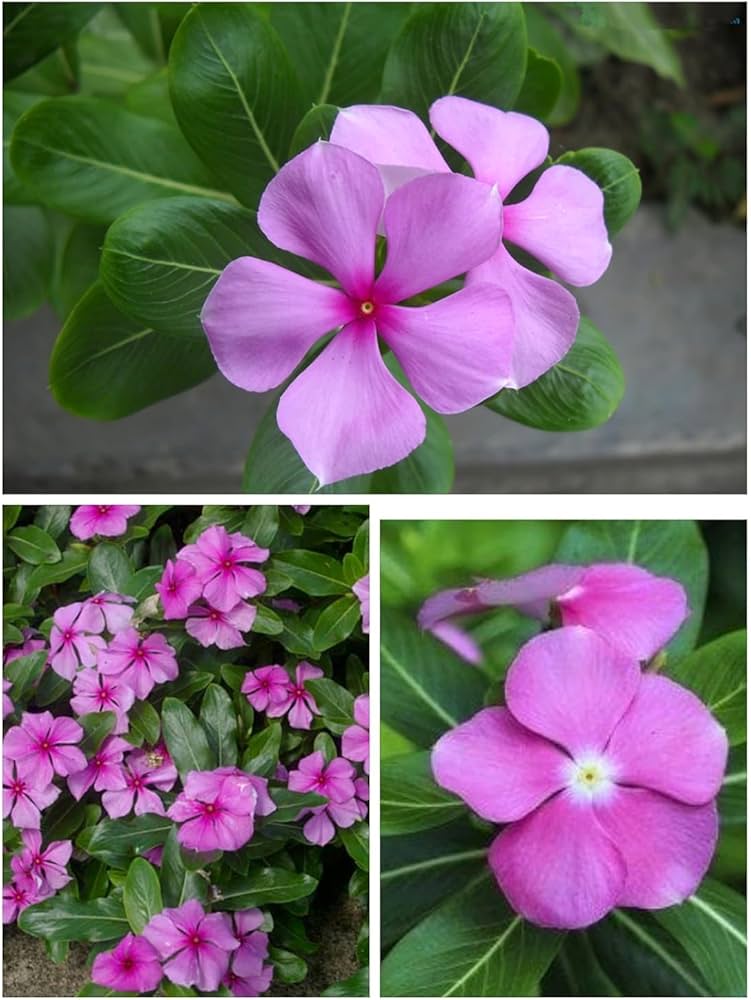 Premium Periwinkle Pink Flower seeds for Planting Wildflower Mix, Heirloom & GMO Free Seeds for Home Garden seeds