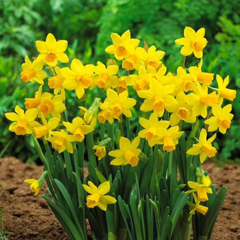 Light Yellow Narcissus Flower seeds for Planting Perfect for Borders, Heirloom & GMO Free Seeds for Home Garden vegetable and garden seeds