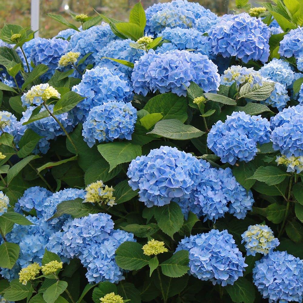Blue Hydrangea Flower seeds for Planting Fragrant Blossoms, Heirloom & GMO Free Seeds for Home Garden vegetable and garden seeds