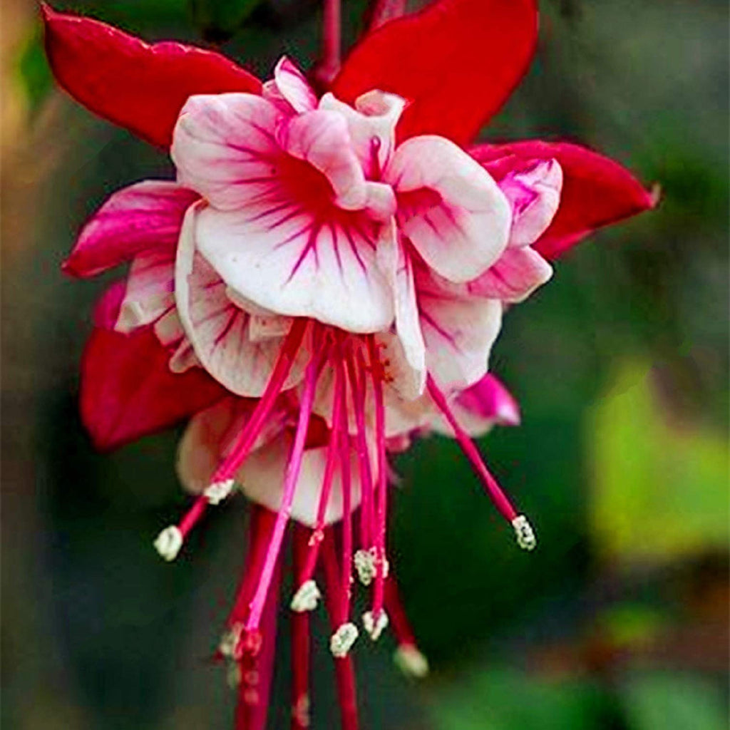 Red White Fuchsia Seeds Flower seeds for Planting Shade Tolerant, Heirloom & GMO Free Seeds for Home Garden seeds for planting