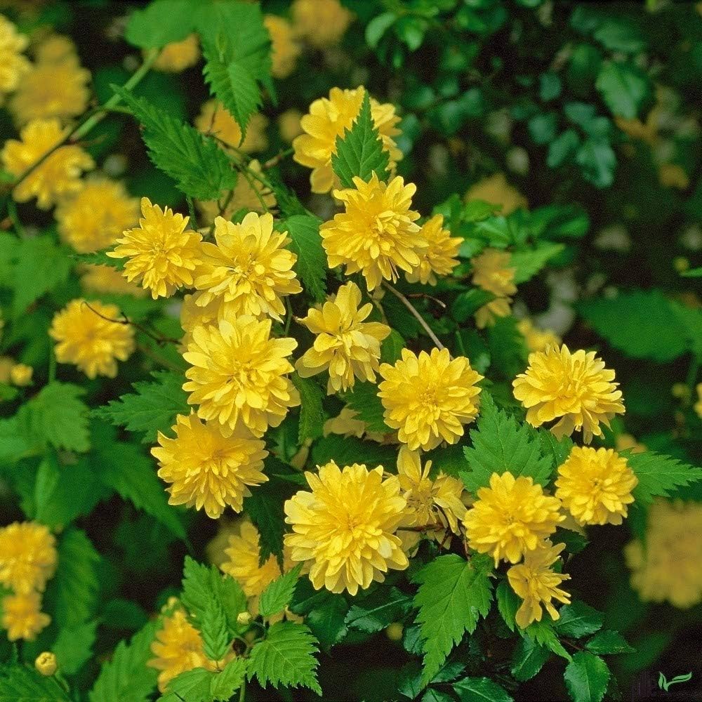 Premium Yellow Kerria Japonica Flower seeds for Planting Low Maintenance, Heirloom & GMO Free Seeds for Home Garden seeds