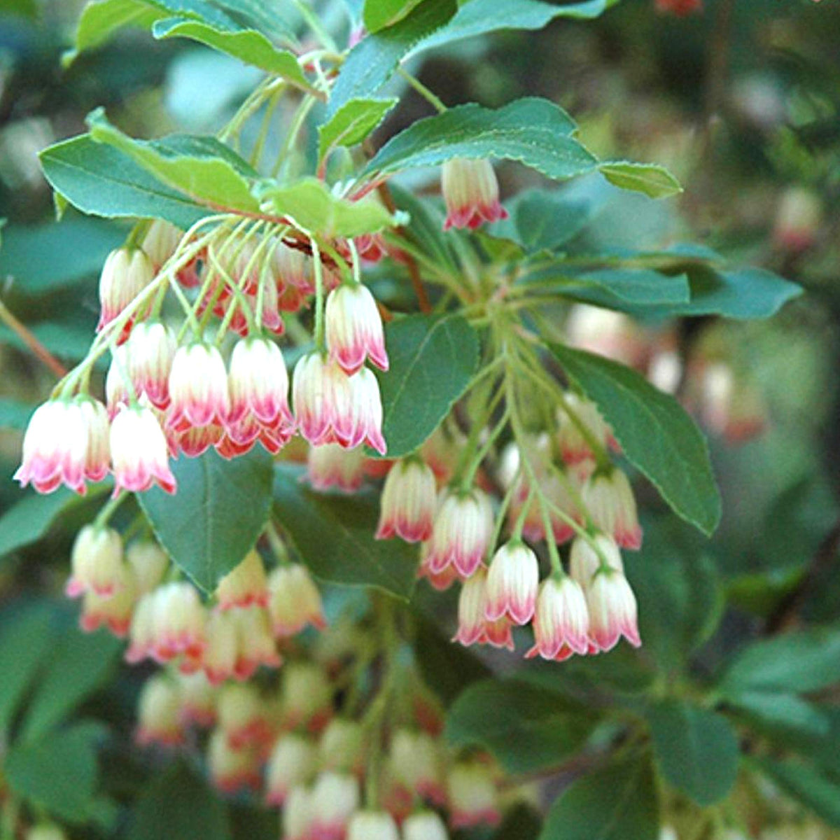 Enkianthus Campanulatus Flower seeds for Planting Drought Tolerant Heirloom & GMO Free Seeds for Home Garden
