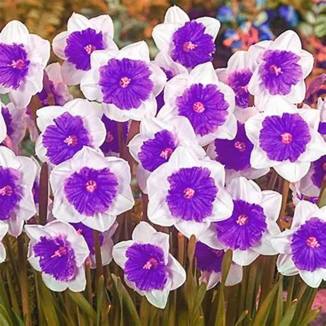 Violet White Daffodils Flower seeds for Planting Fragrant Blossoms Heirloom & GMO Free Seeds for Home Garden