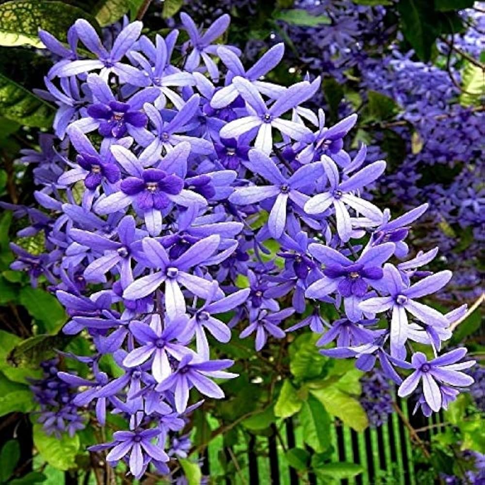 Premium Purple Sandpaper Vine PETREA VOLUBILIS Flower seeds for Planting Cottage Garden Essential, Heirloom & GMO Free Seeds for Home Garden seeds