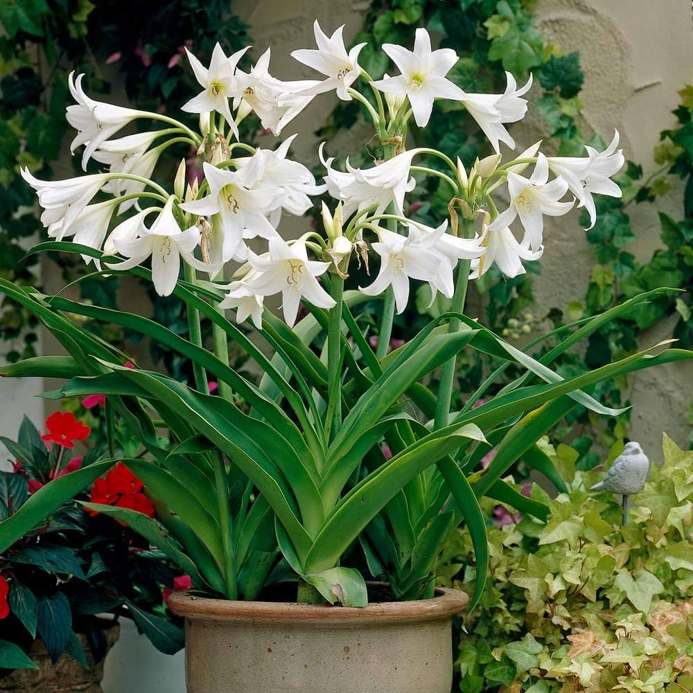 White Crinum Flower seeds for Planting Easy to Grow, Heirloom & GMO Free Seeds for Home Garden vegetable and garden seeds