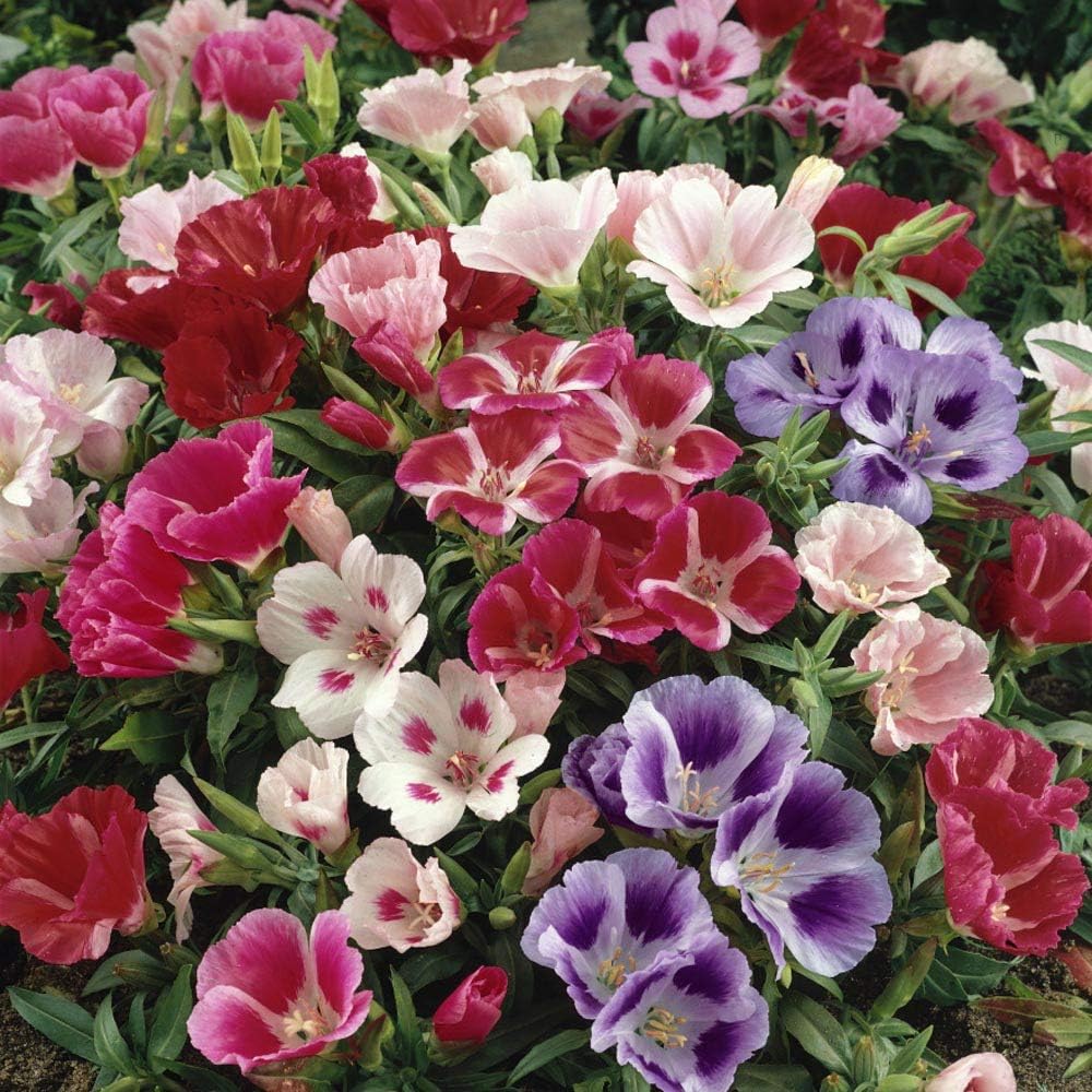 Multicolor Azalea Flower seeds for Planting Cottage Garden Essential, Heirloom & GMO Free Seeds for Home Garden seeds for planting