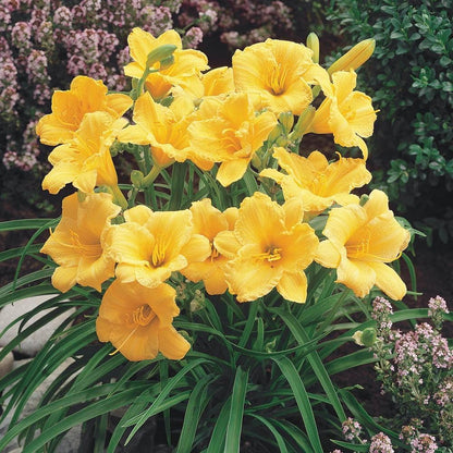Daylily Flower seeds for Planting Pollinator Friendly Heirloom & GMO Free Seeds for Home Garden
