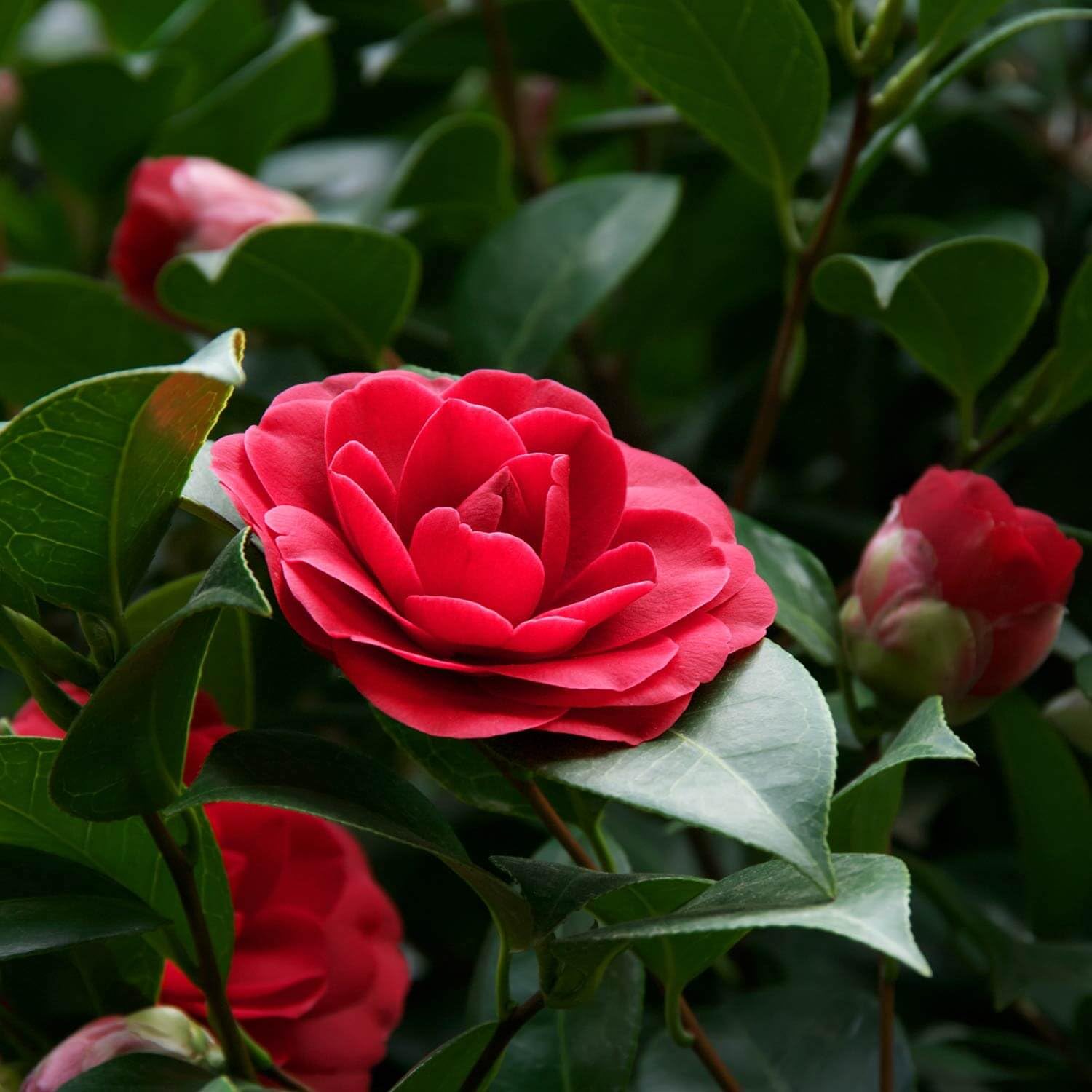 High quality Camellia Flower Seeds Red Flower seeds for Planting Cottage Garden Essential, Heirloom & GMO Free Seeds for Home Garden seeds pack