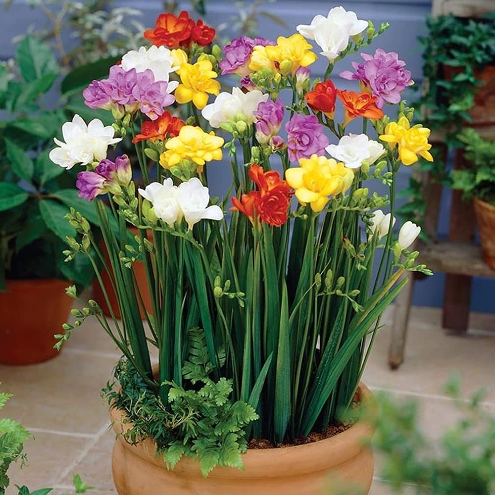 Premium Mixed Freesia Flower seeds for Planting Hardy Variety, Heirloom & GMO Free Seeds for Home Garden seeds