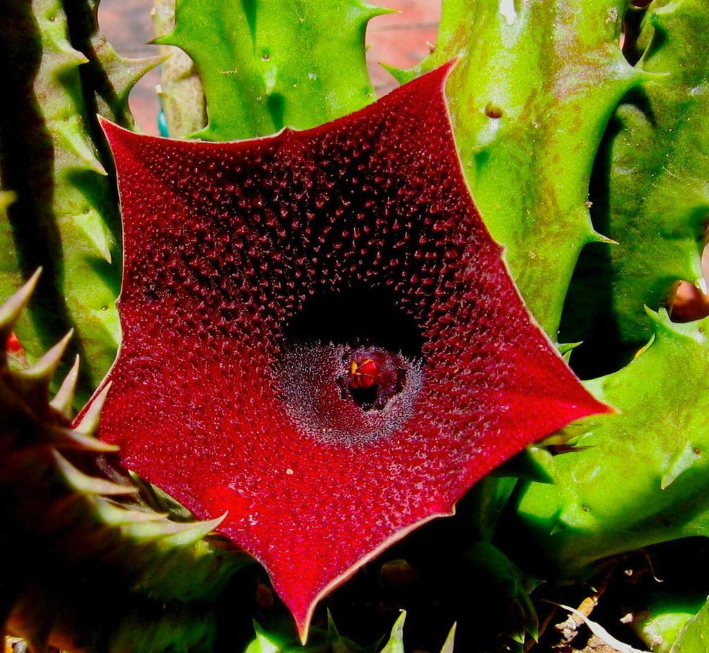 Huernia Keniensis Flower seeds for Planting Compact Growth, Heirloom & GMO Free Seeds for Home Garden seeds for planting