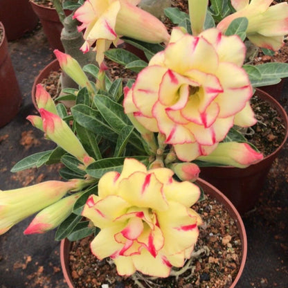 Yellow Pink Adenium Obesum Flower seeds for Planting Pollinator Friendly Heirloom & GMO Free Seeds for Home Garden