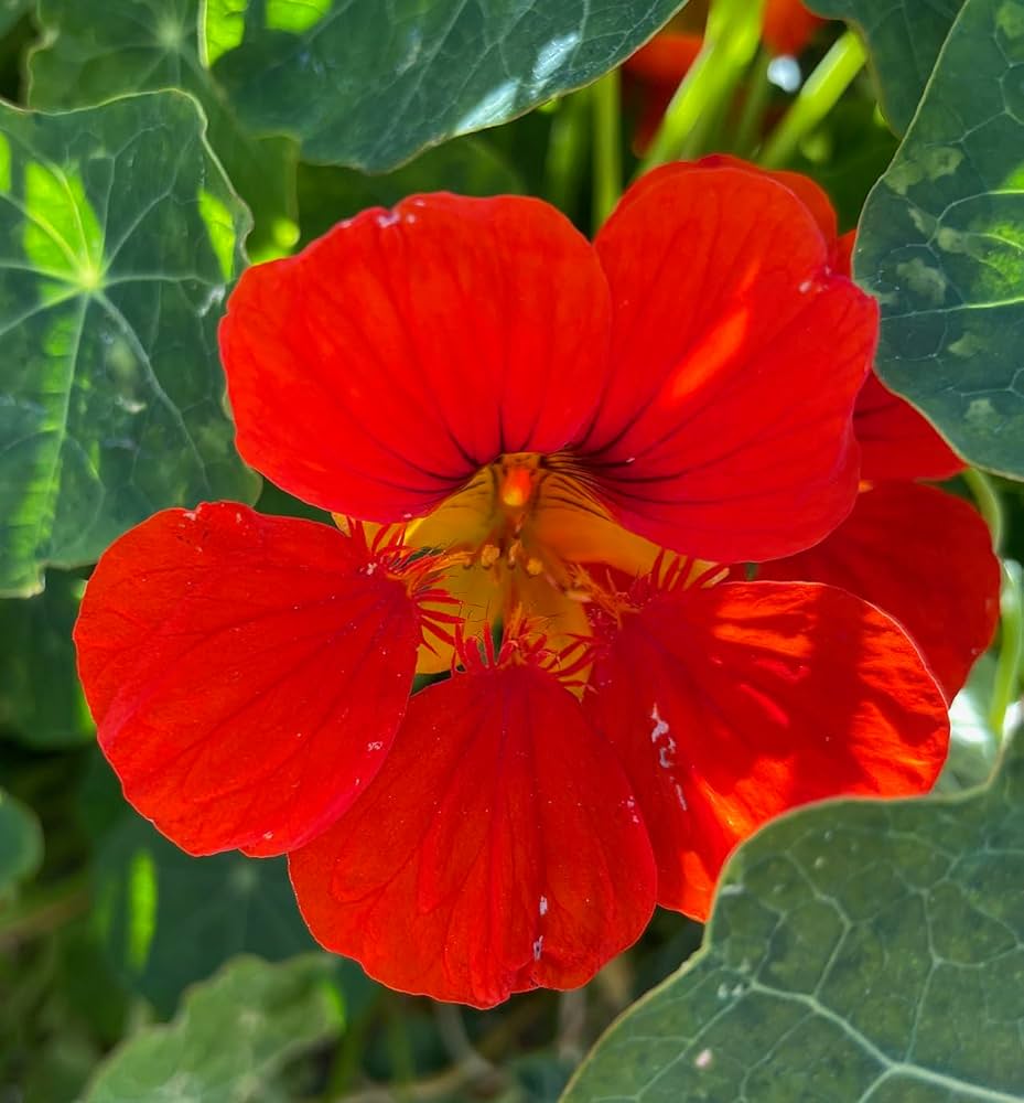 Red Nasturtium Flower seeds for Planting Wildflower Mix, Heirloom & GMO Free Seeds for Home Garden seeds for planting