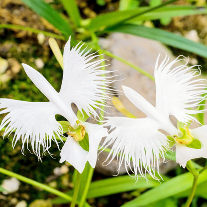 Egret Bonsai Flower seeds for Planting Colorful Display Heirloom & GMO Free Seeds for Home Garden