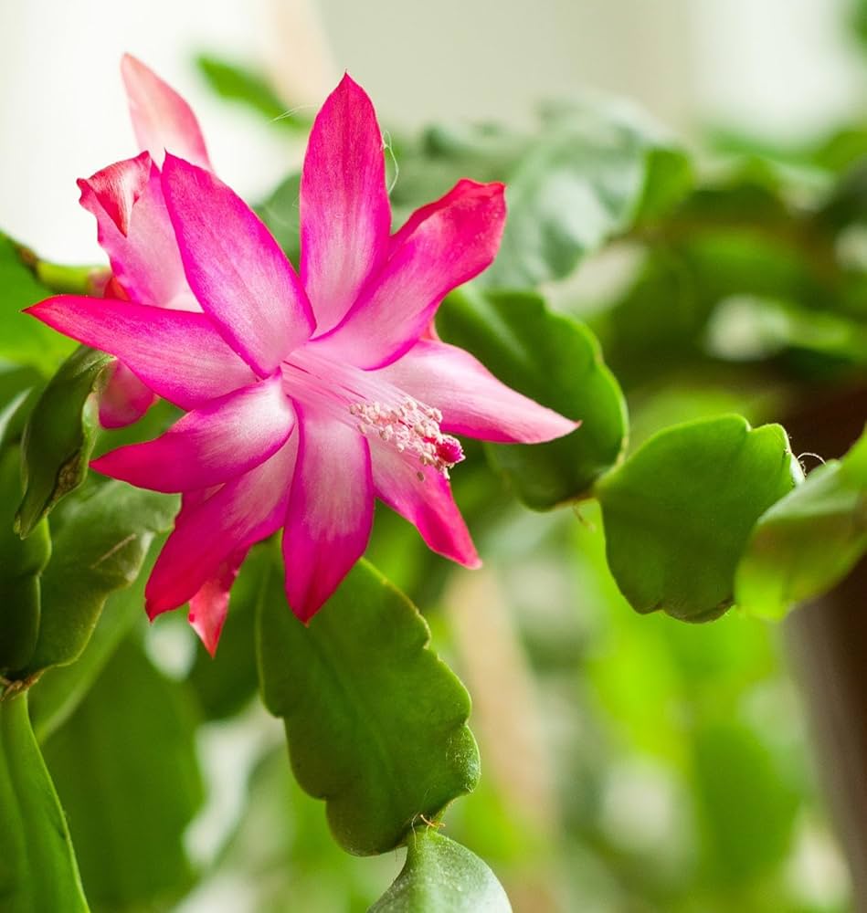 Premium Purple Zygocactus Truncatus Flower seeds for Planting Sun Loving, Heirloom & GMO Free Seeds for Home Garden seeds