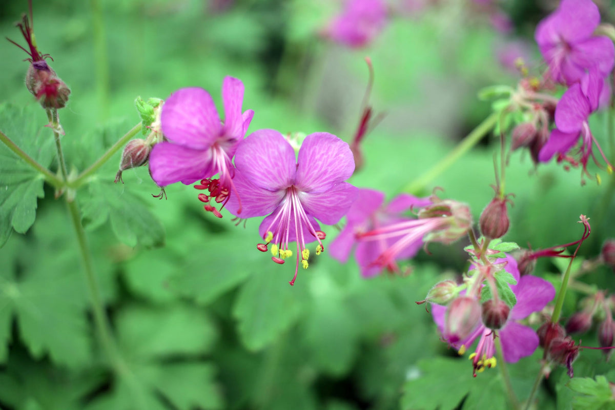 Bevans Flower seeds for Planting Garden Favorite Heirloom & GMO Free Seeds for Home Garden