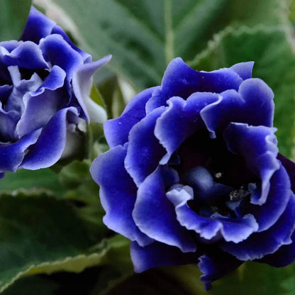 Dark Purple Blue Gloxinia Seeds Flower seeds for Planting Garden Favorite Heirloom & GMO Free Seeds for Home Garden