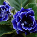 Dark Blue Gloxinia Flower seeds for Planting Bright Blooms, Heirloom & GMO Free Seeds for Home Garden seeds for planting