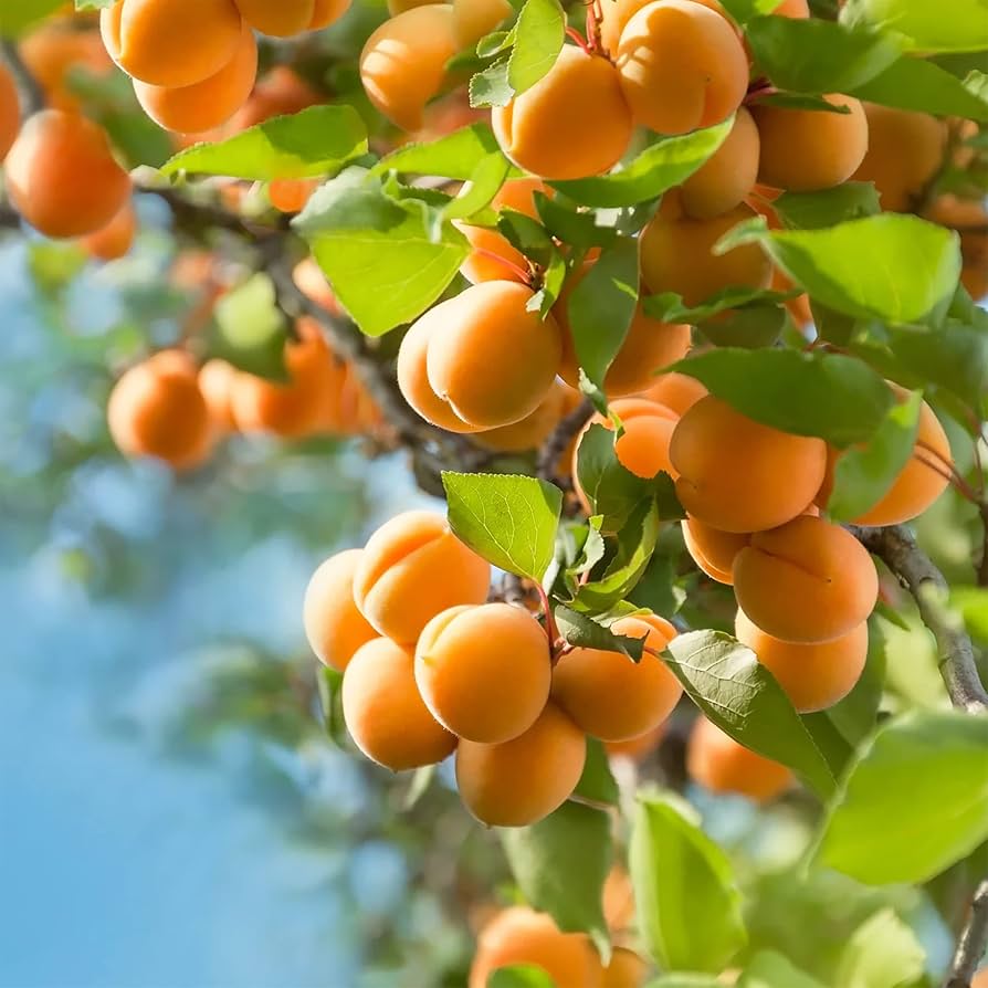 Manchurian Apricot Tree (Prunus mandshurica) Fruit Tree Flowering Seeds