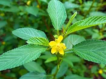 Corchorus Flower seeds for Planting Seasonal Bloomer, Heirloom & GMO Free Seeds for Home Garden vegetable and garden seeds
