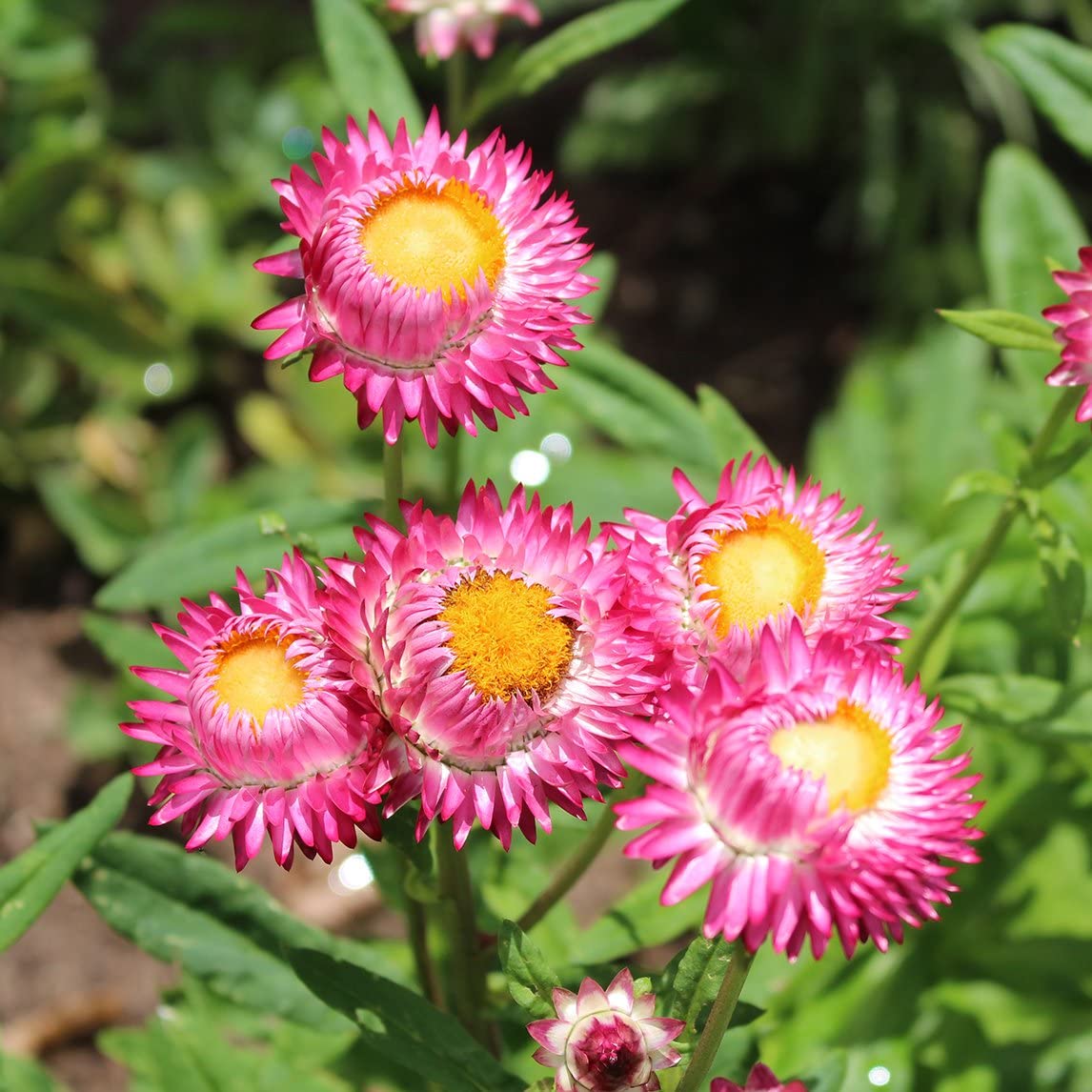 Helichrysum Bracteatum Flower seeds for Planting - Colorful Display, Heirloom & GMO Free Seeds for Home Garden
